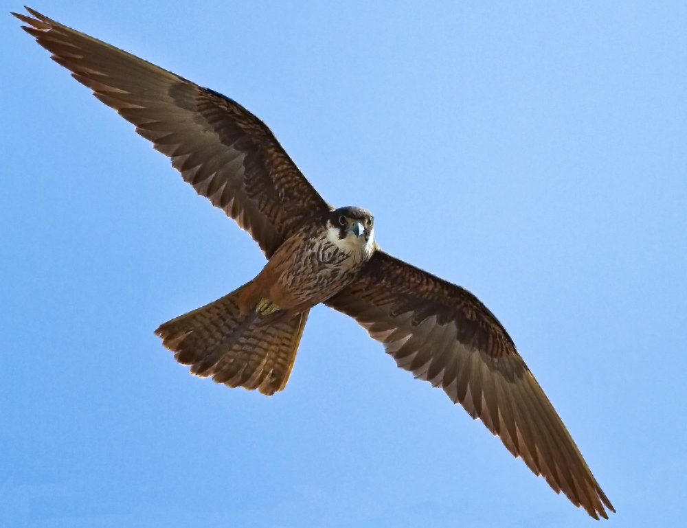 Halcon de Eleonora